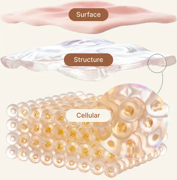Cross-section of skin showing the barrier, collagen structure and cellular longevity layers